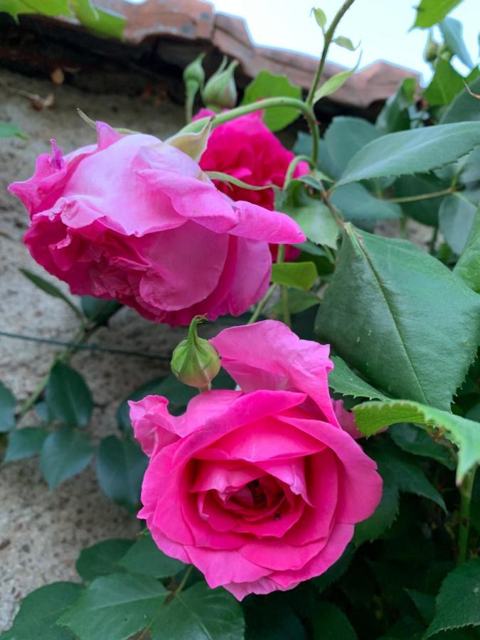 Les Jardins D'Elise, Calme Et Verdure A Lure Lure  Ngoại thất bức ảnh